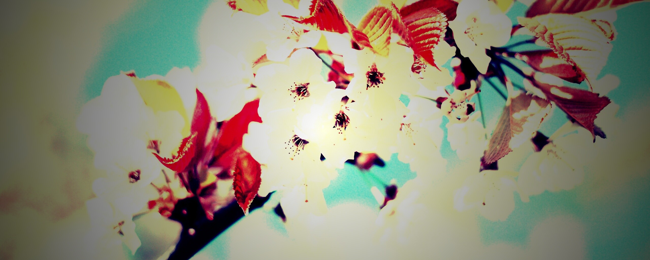 Белые цветы вишни обои