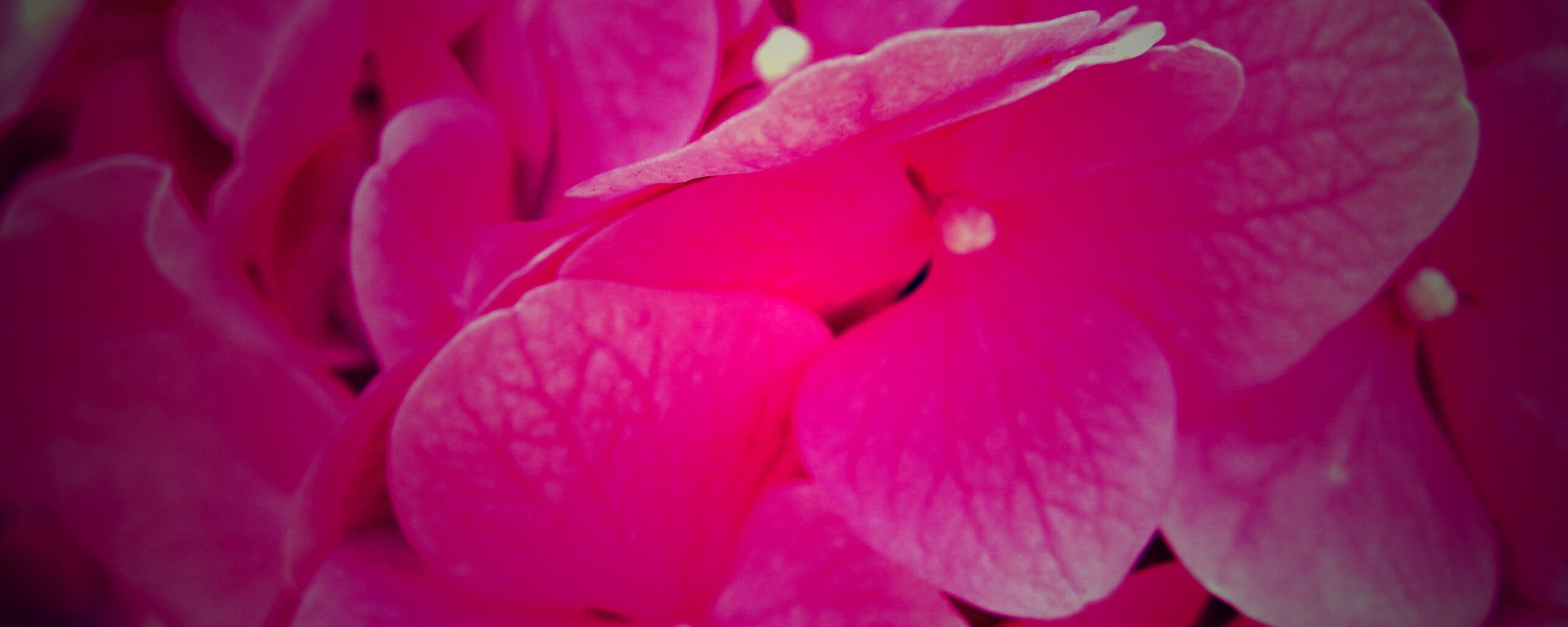 Фиолетовые нежные цветы обои