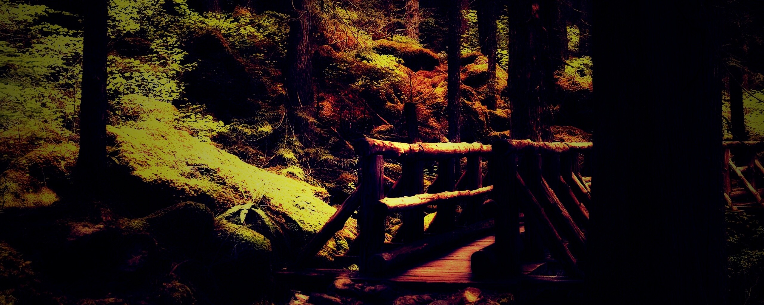 Бревенчатый мост в лесу обои