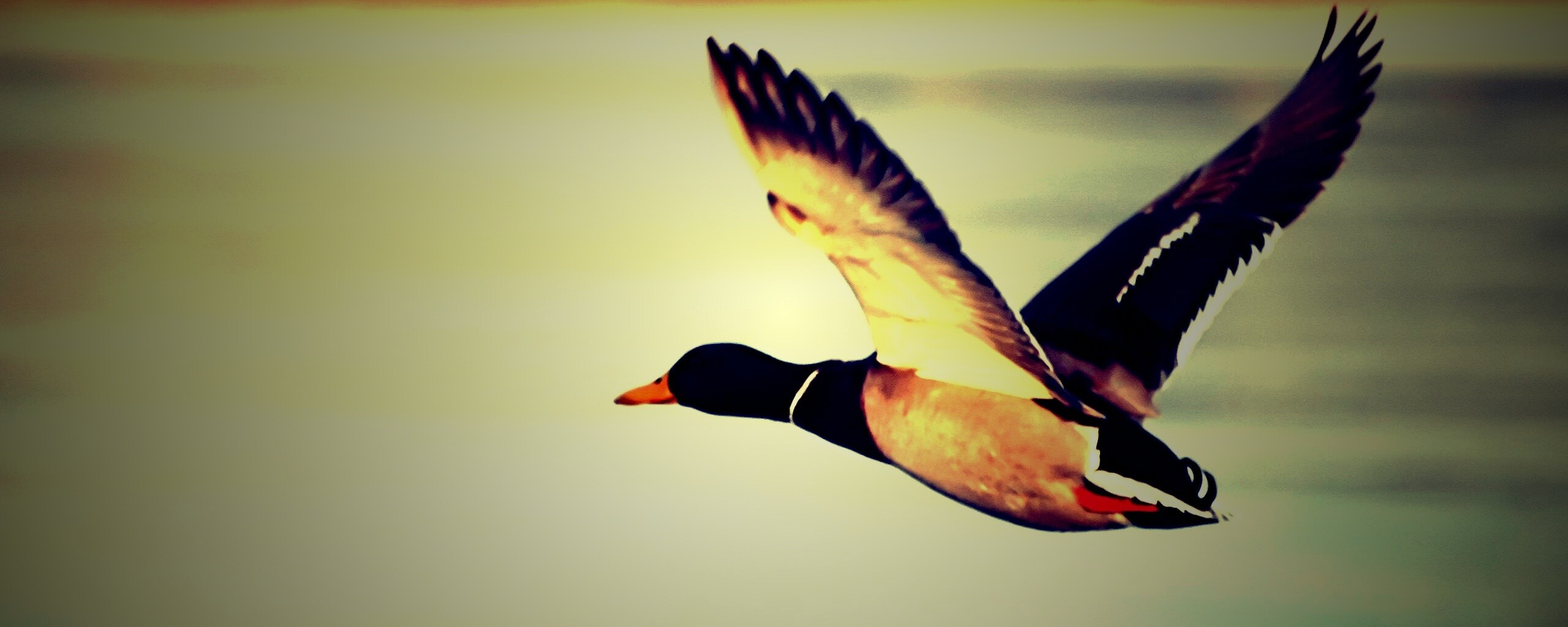 Полёт утки обои