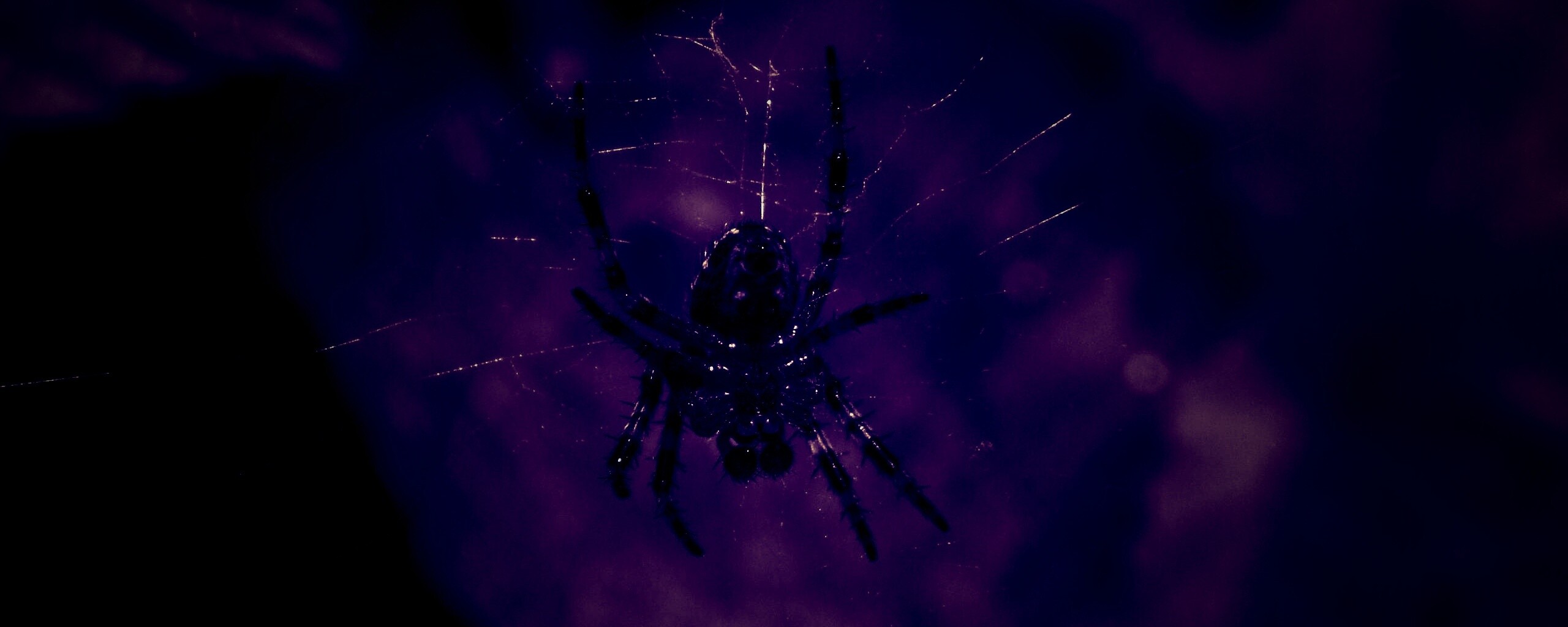 Паук на паутине обои