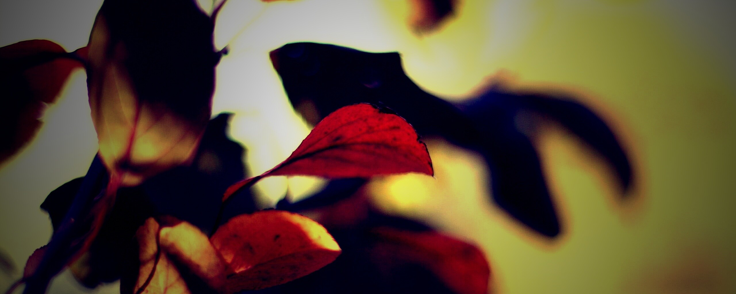 Увядающие листья обои