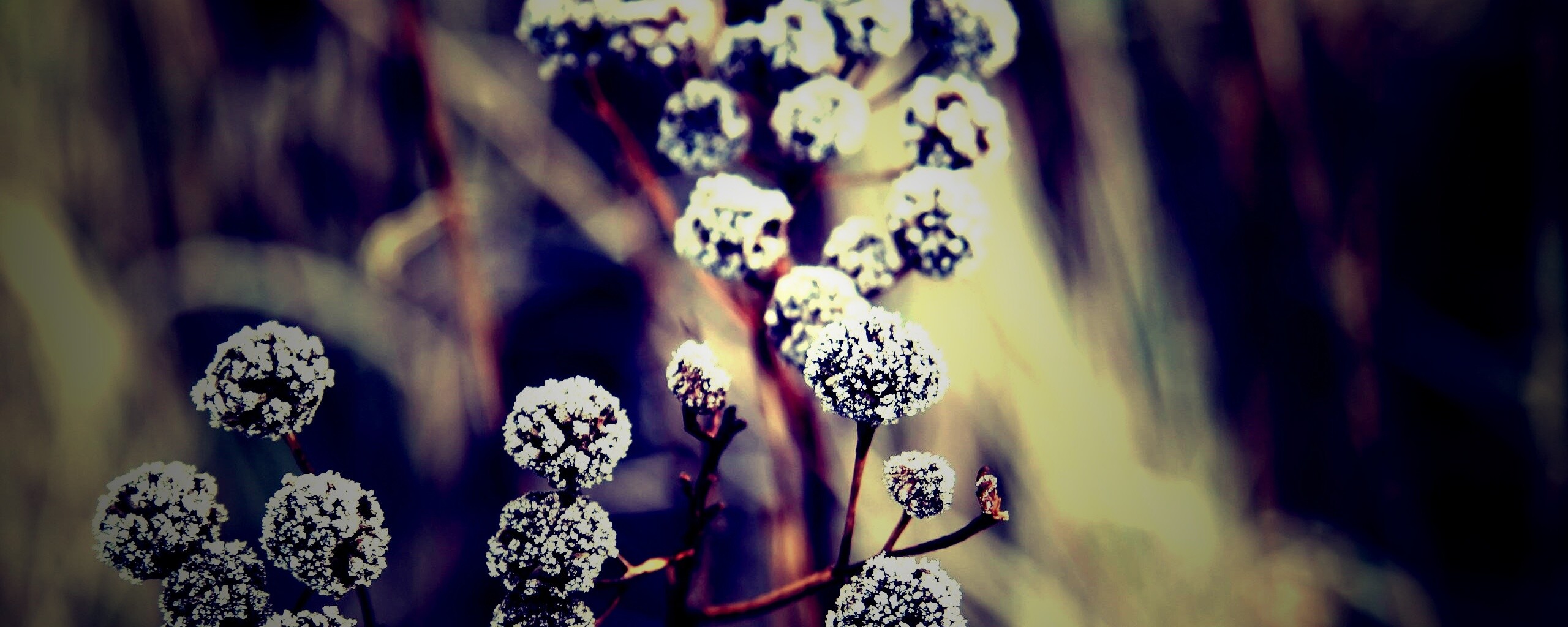 Ледяные цветы обои