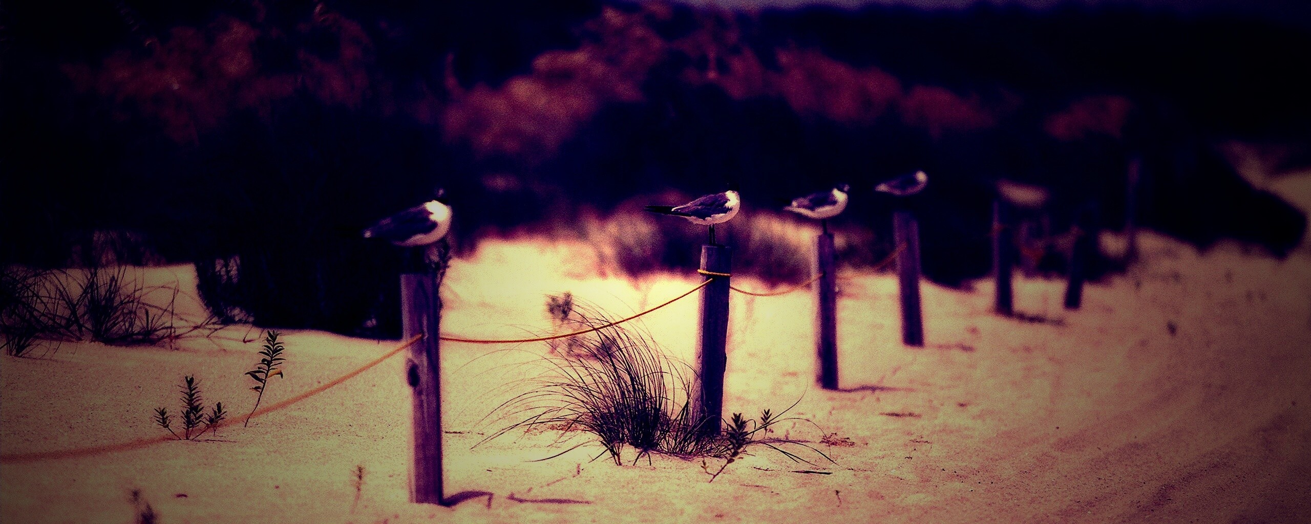 Птички на столбиках обои