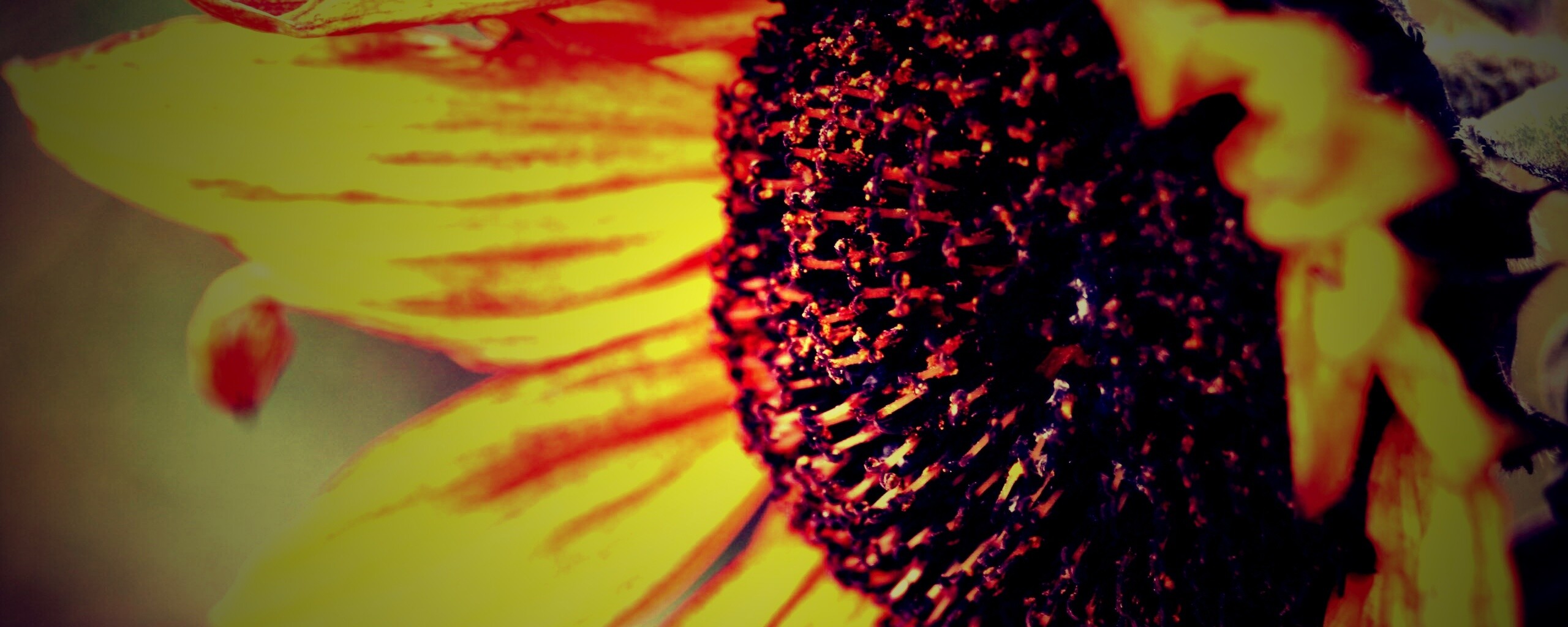 Подсолхну осенью обои