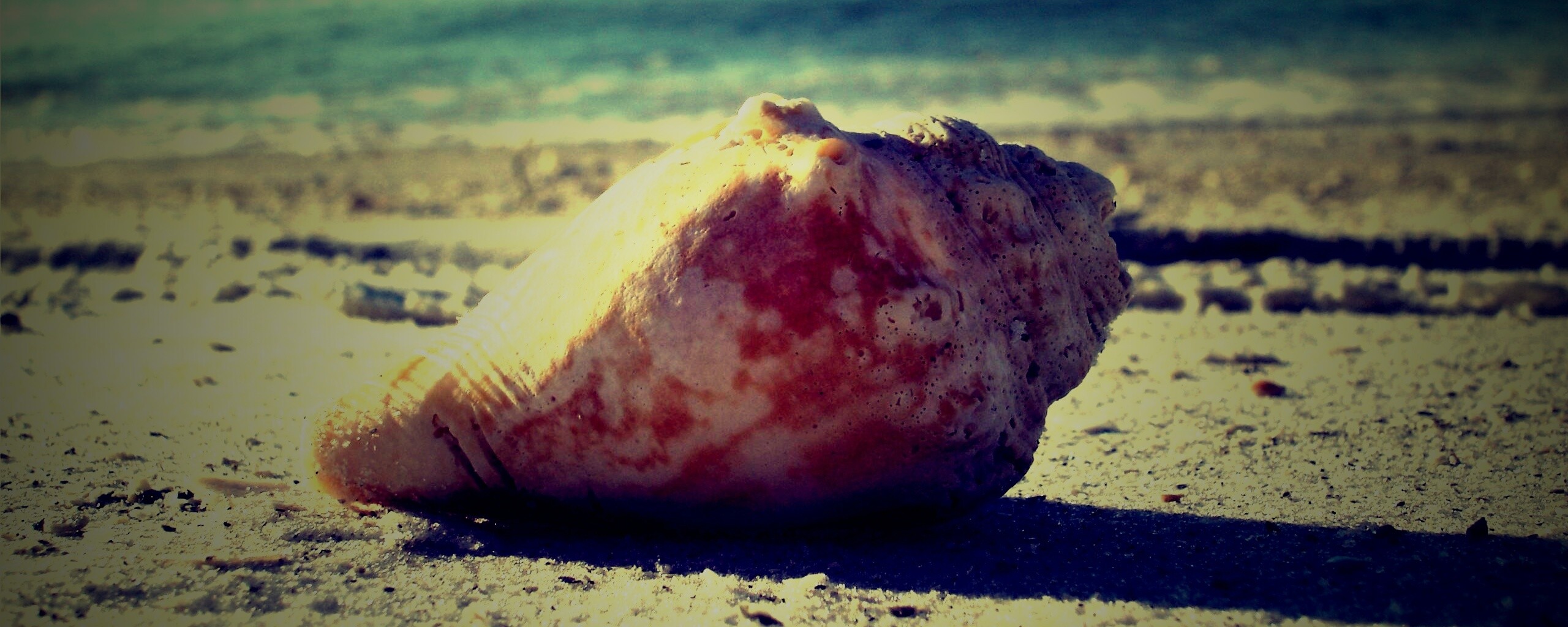 Морская раковина на пляже обои