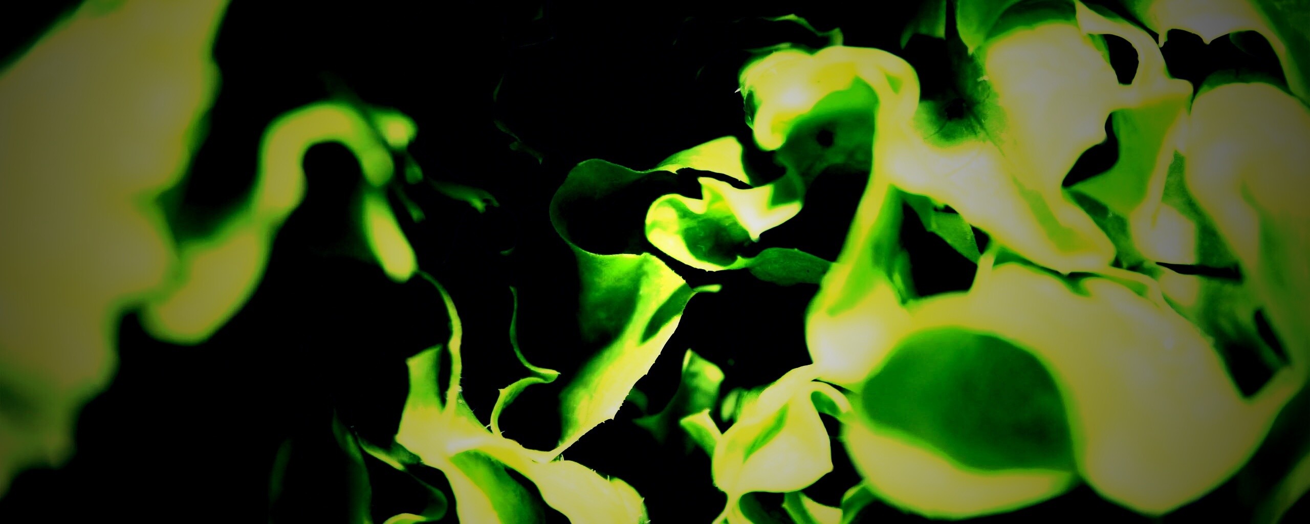 Зеленая листва обои