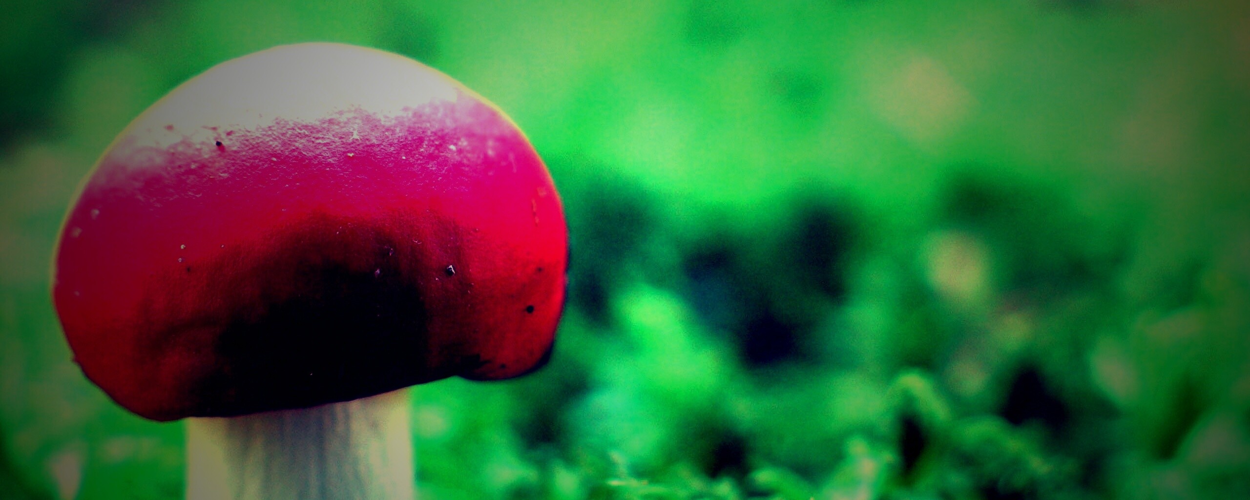 Грибок с красной шапкой обои