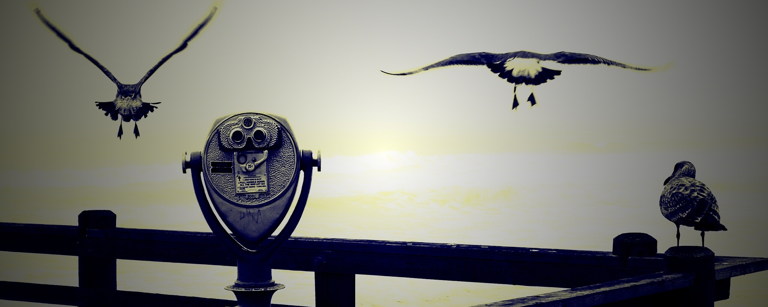 Чайки на перилах пирса обои