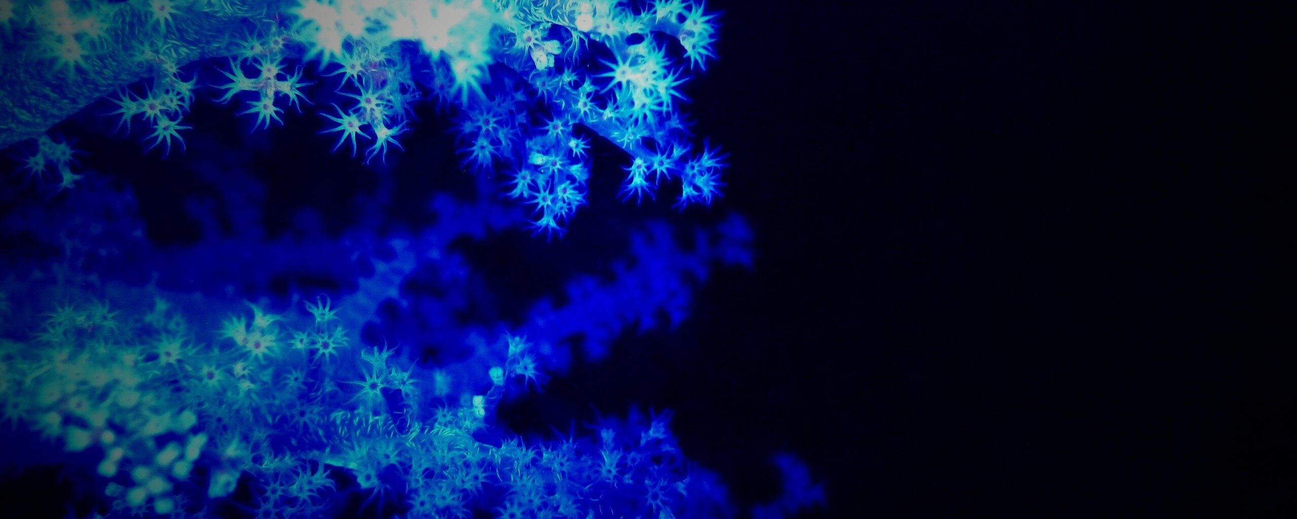 Кораллы обои