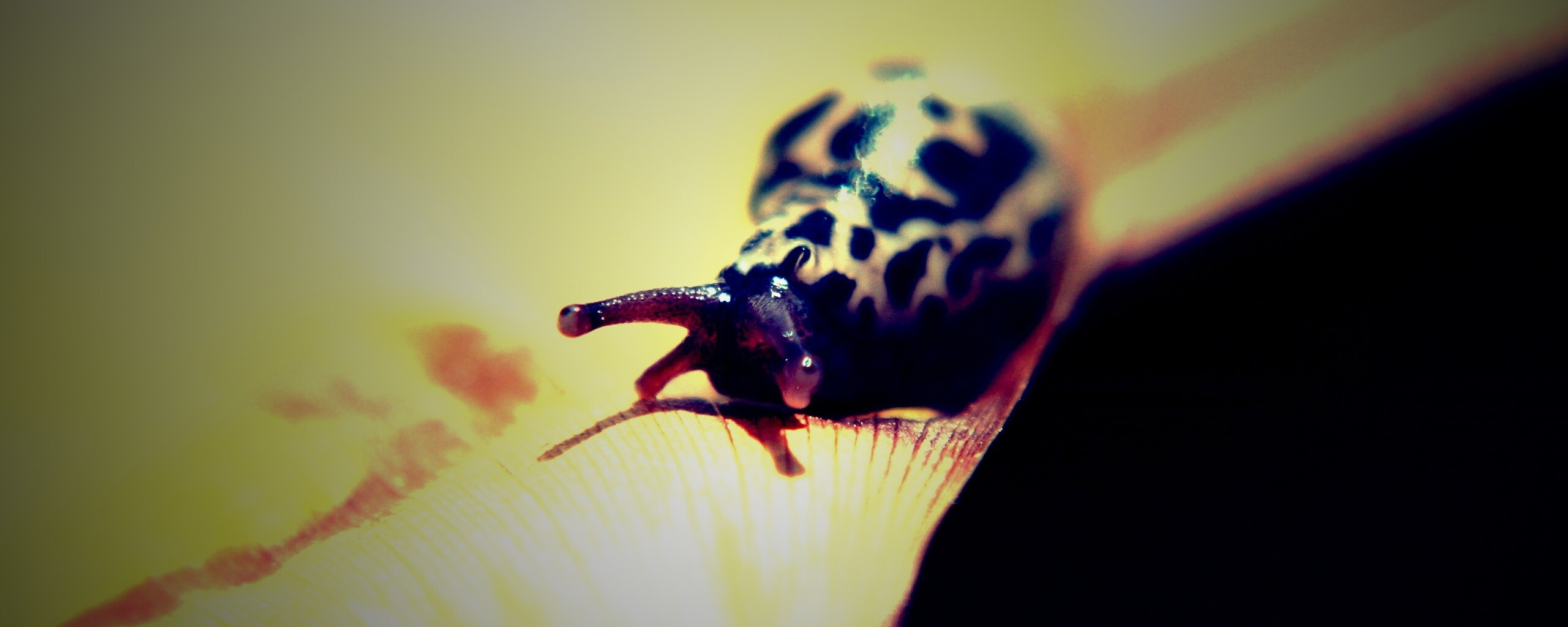 Ползущая улитка обои