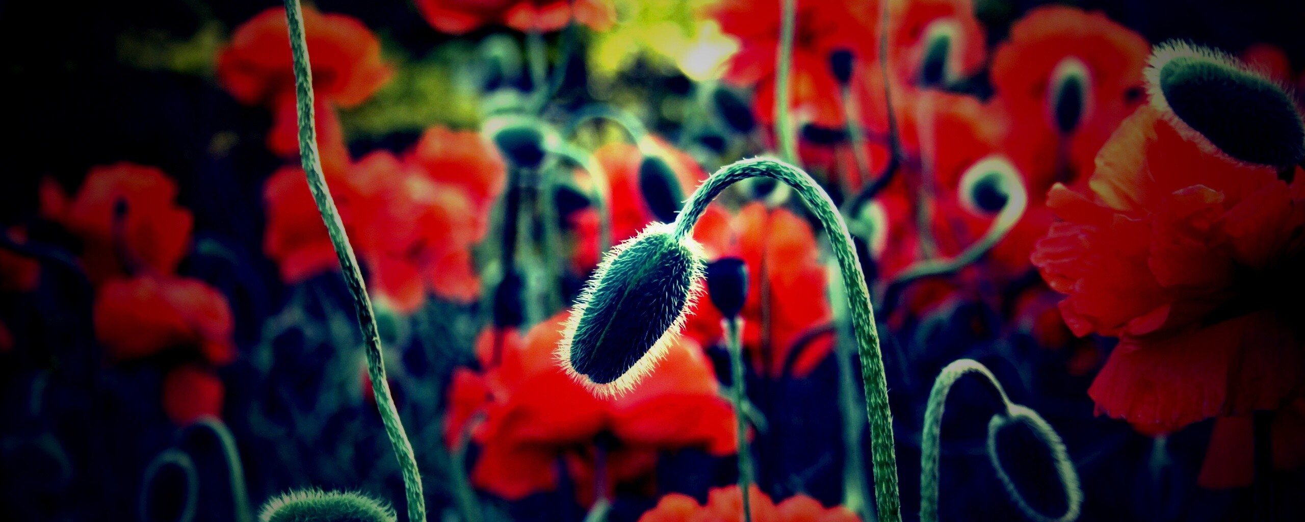 Бутон среди цветов обои