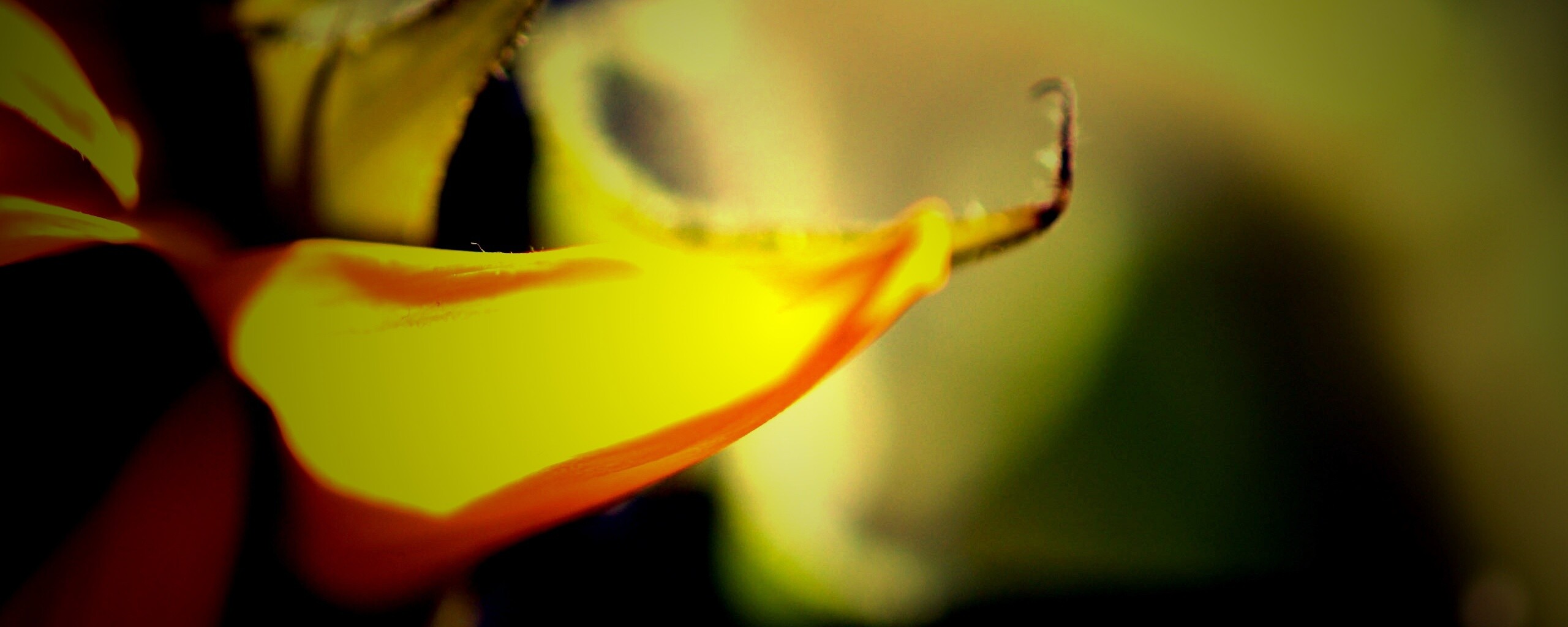 Солнечный цветок обои