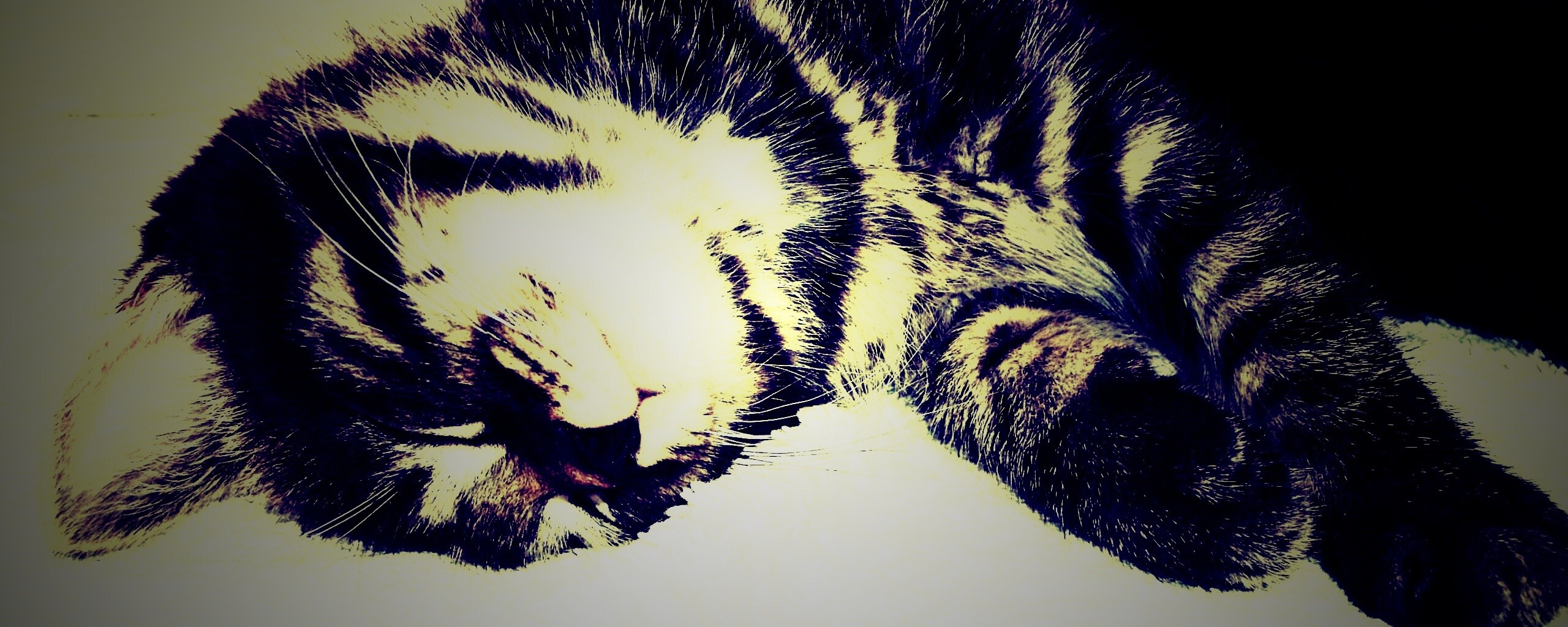 Довольный кот обои