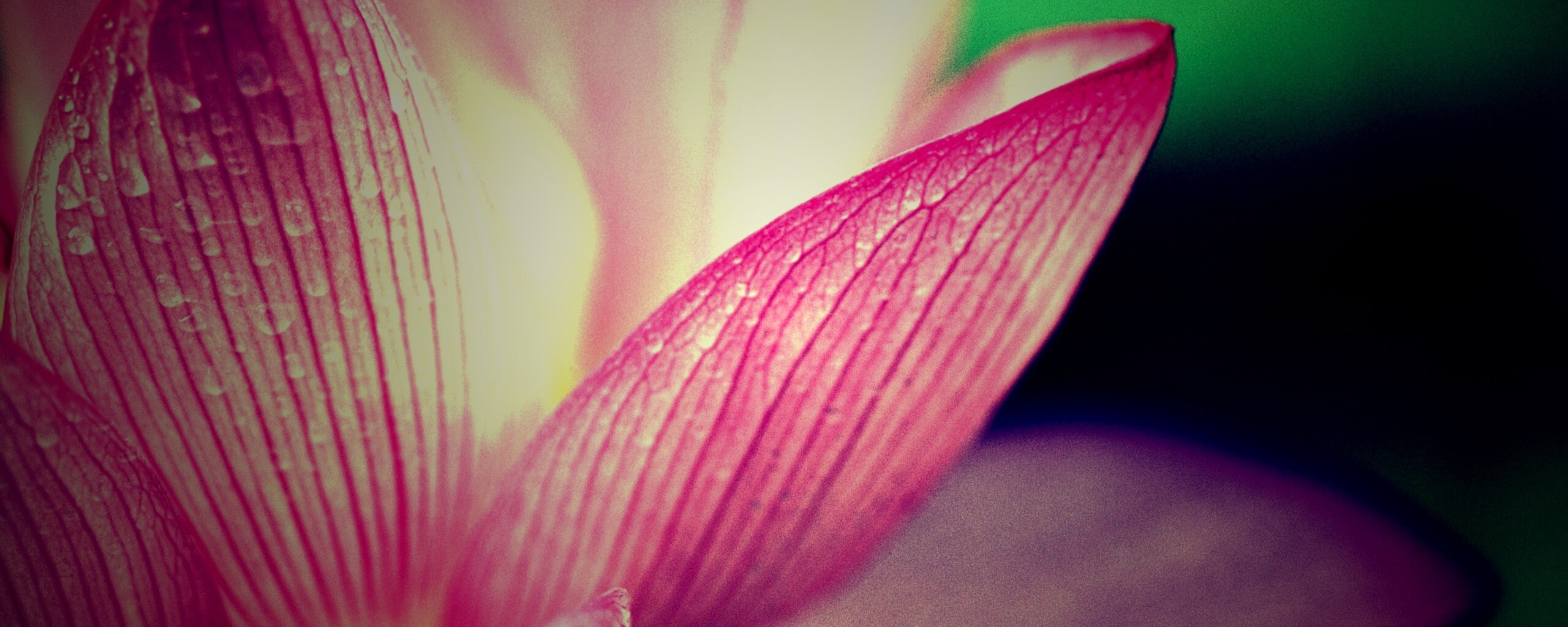 Лепестки цветов обои