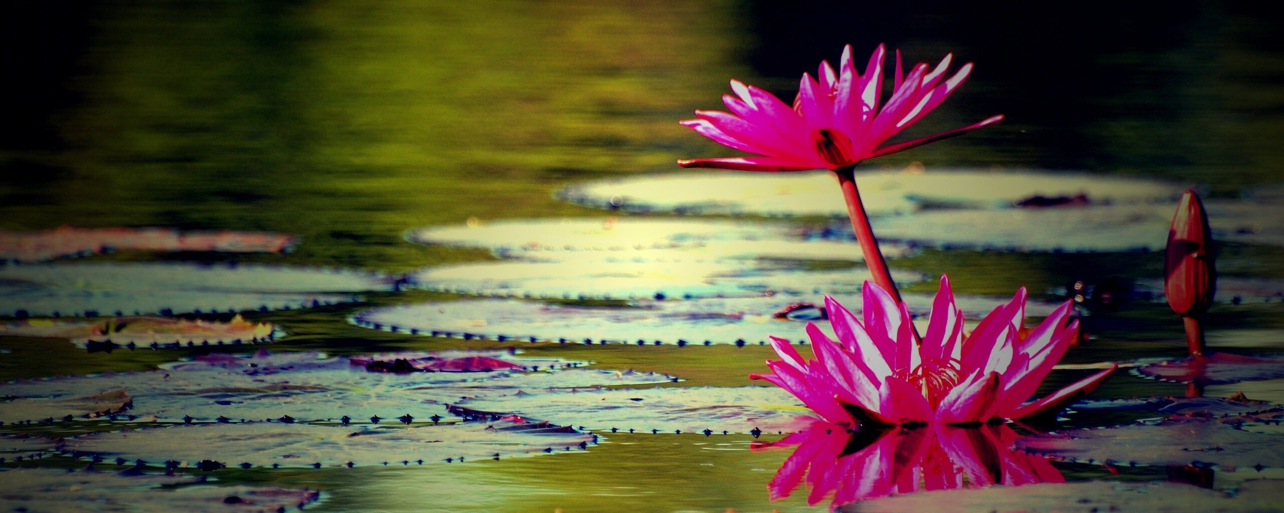 Цветущие кувшинки обои