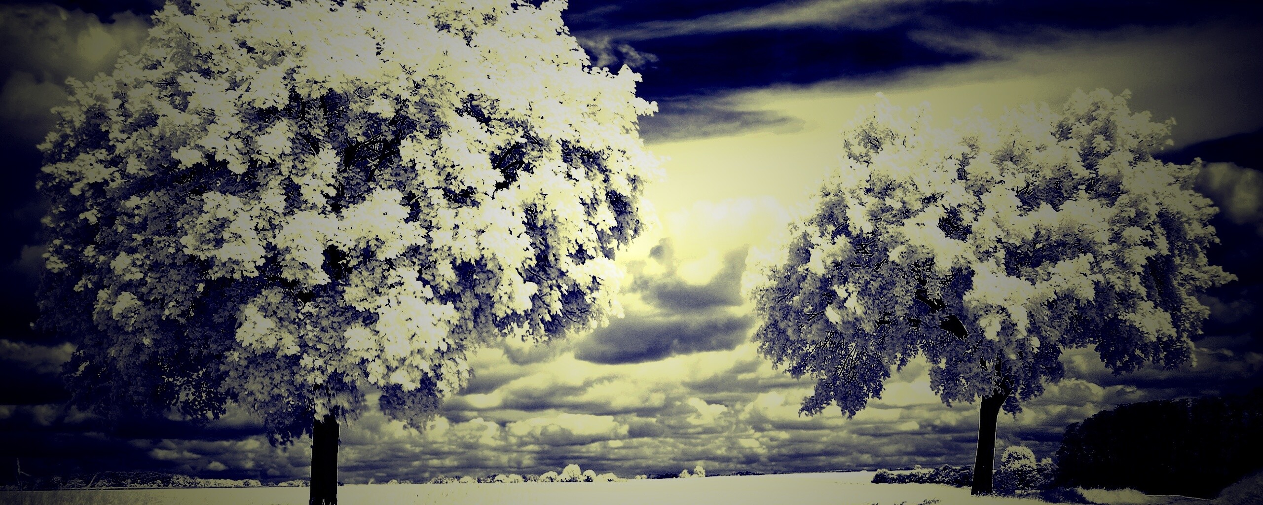 Деревья в цвету обои