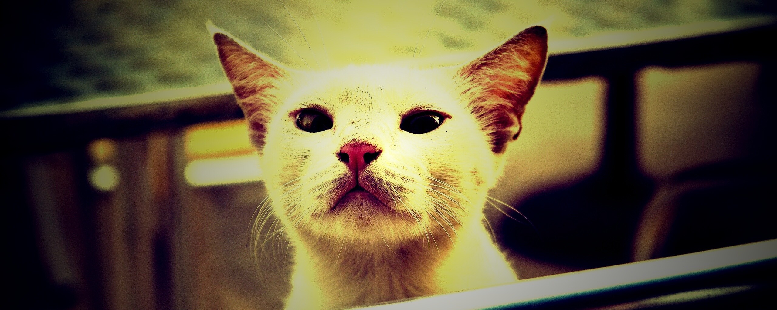 Настороженно принюхивающийся кот обои