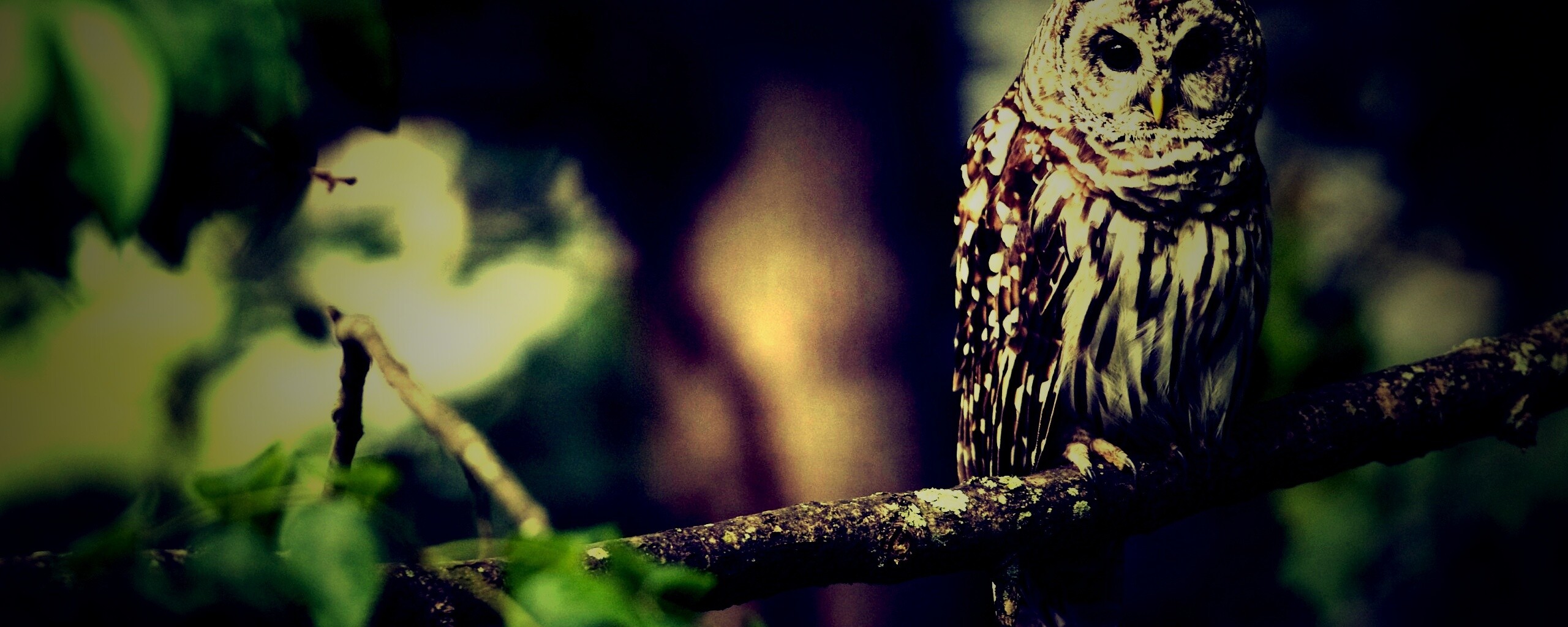 Сова на ветке обои