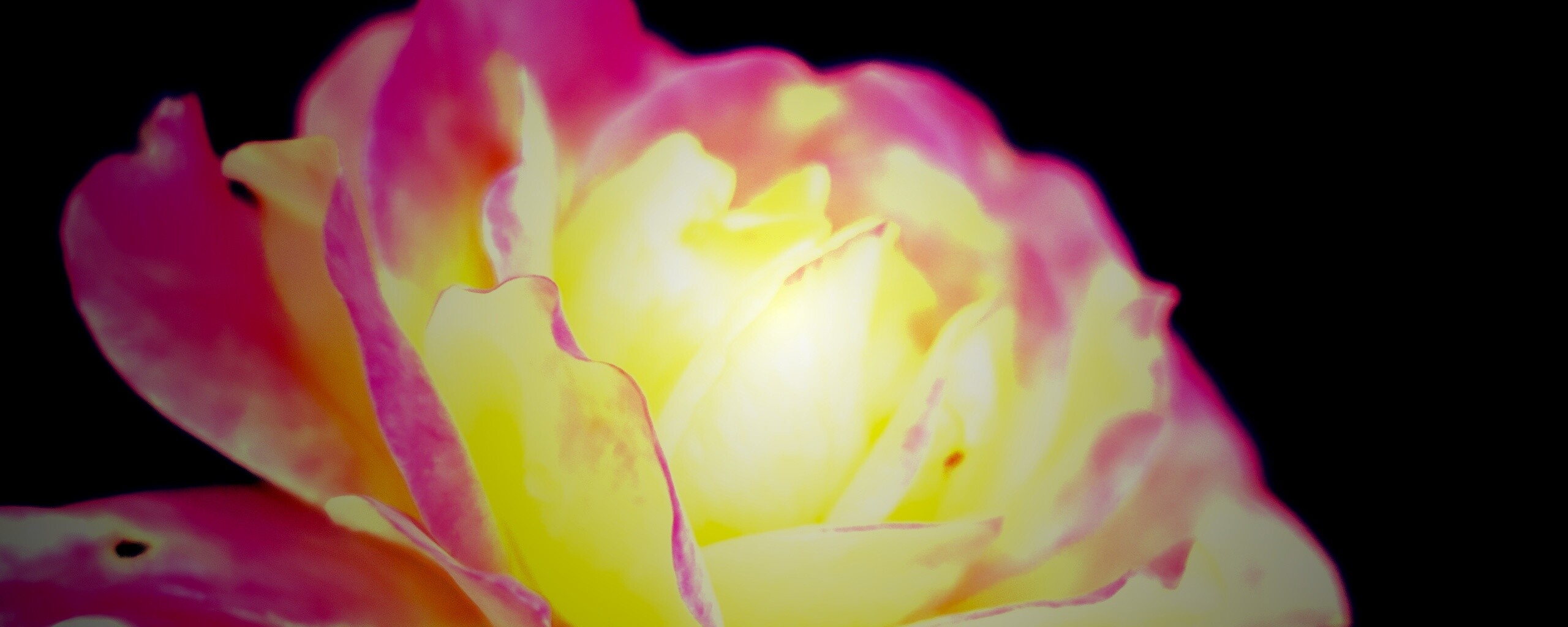 Картинка с нежным розовым цветком обои