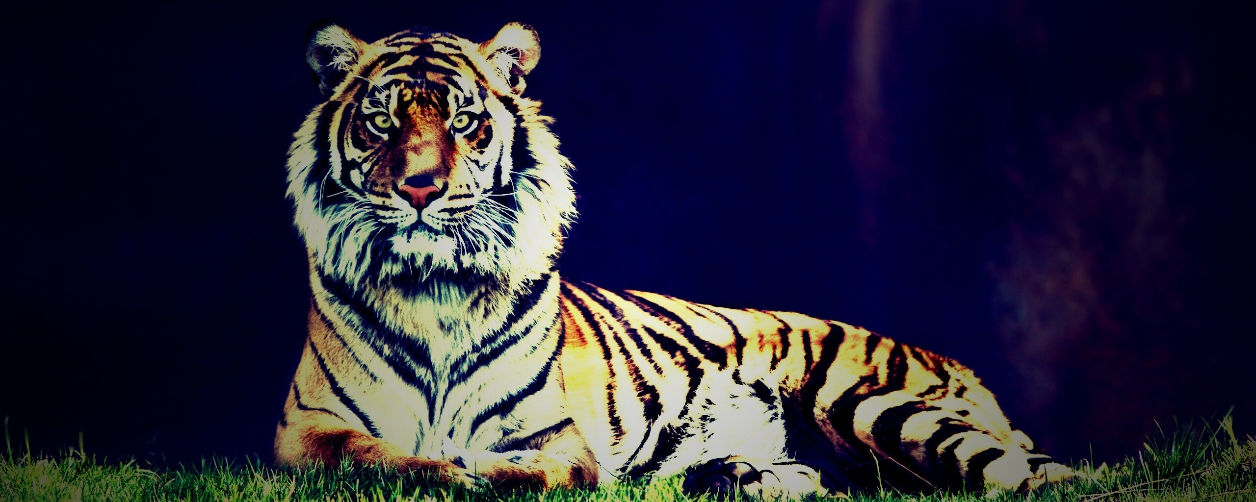 Величественный тигр обои
