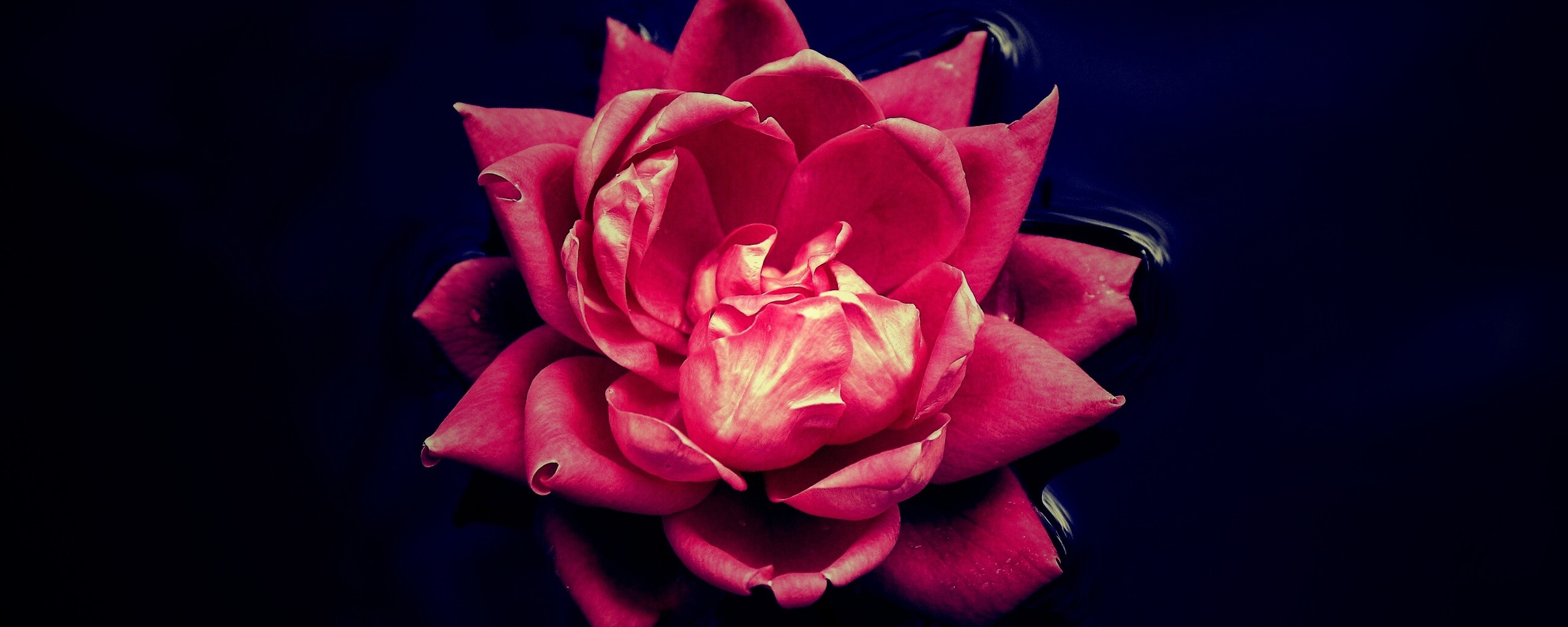 Красивый цветок на воде обои