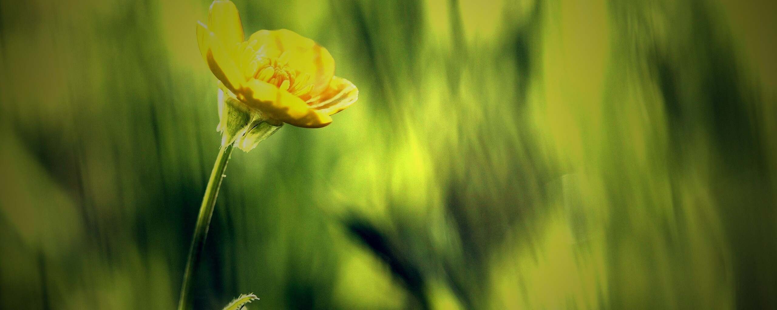 Маленький жёлтый цветочек обои