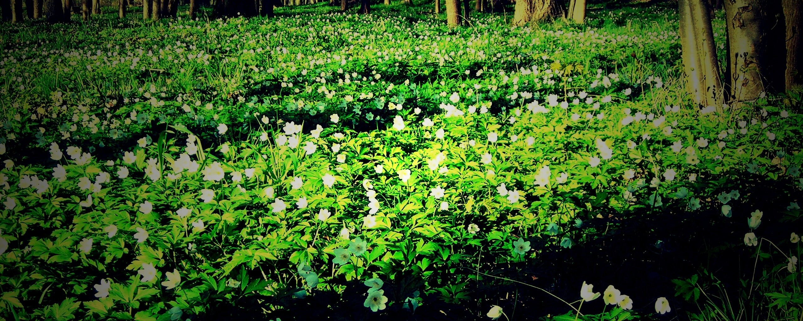 Поляна весенних цветов обои