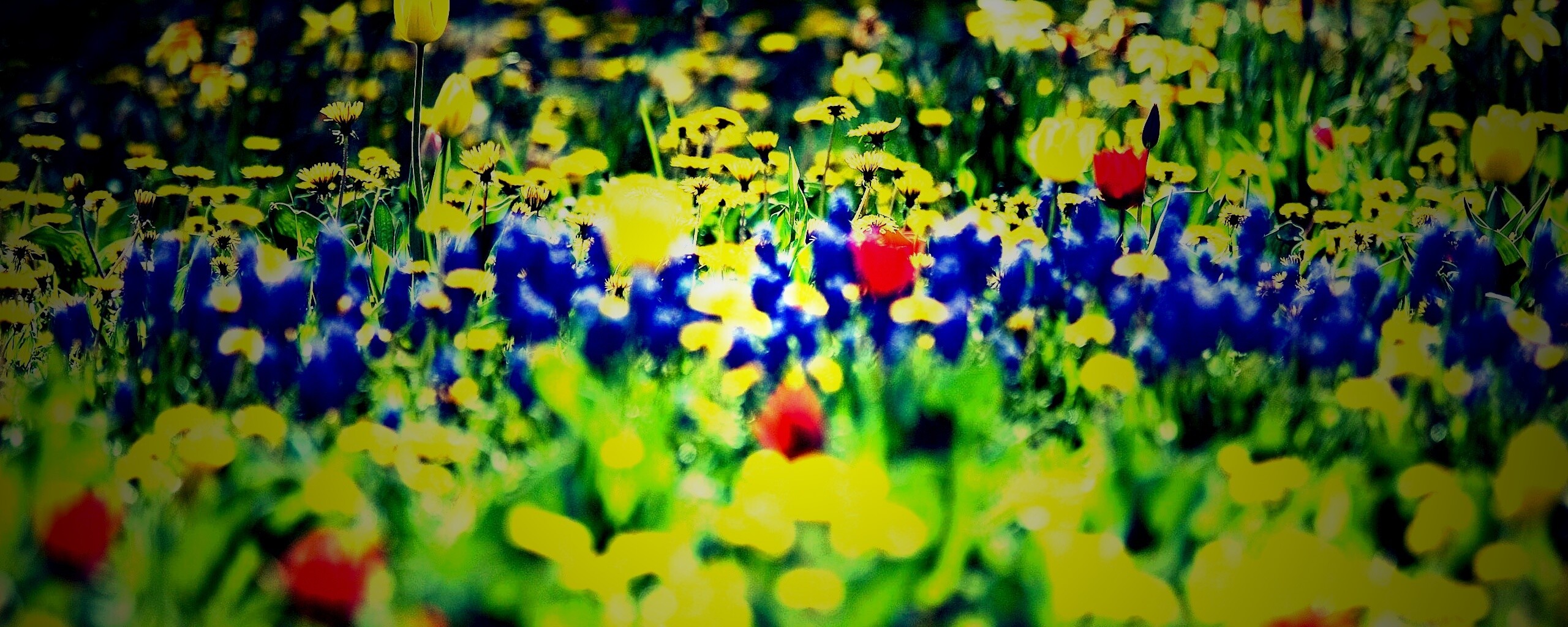 Все краски весны обои