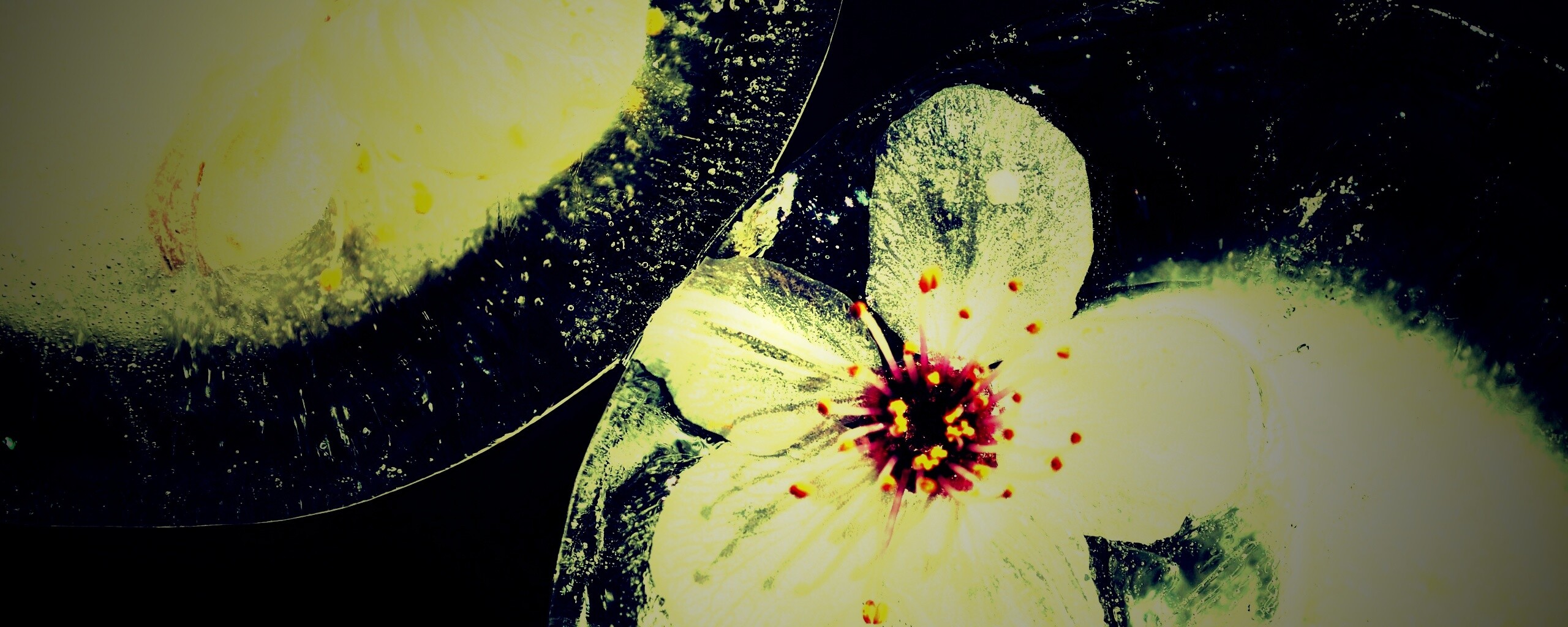 Цветы вишни во льду обои