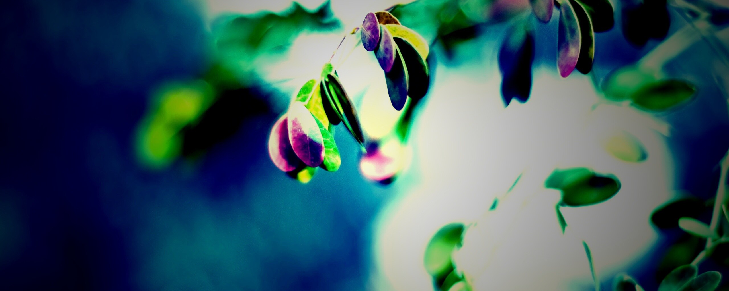 Фиолетовые листья обои