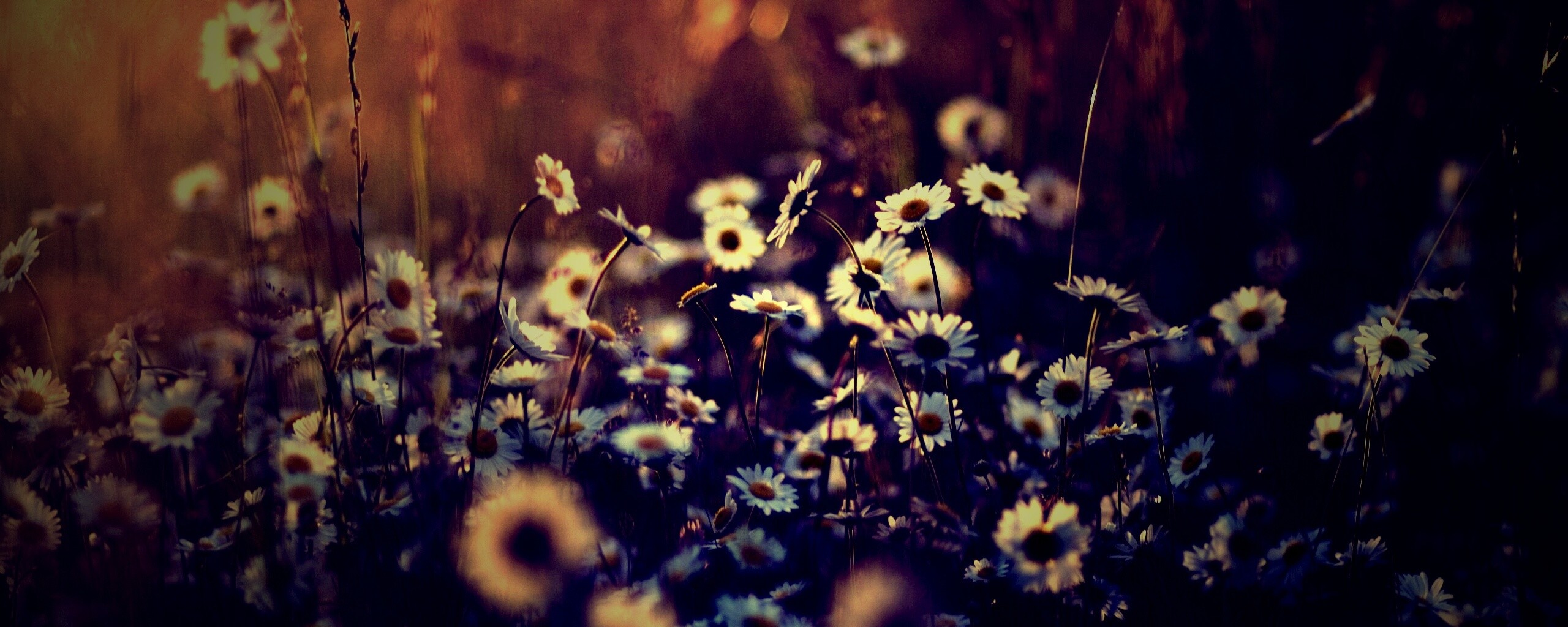 Поле ромашек обои