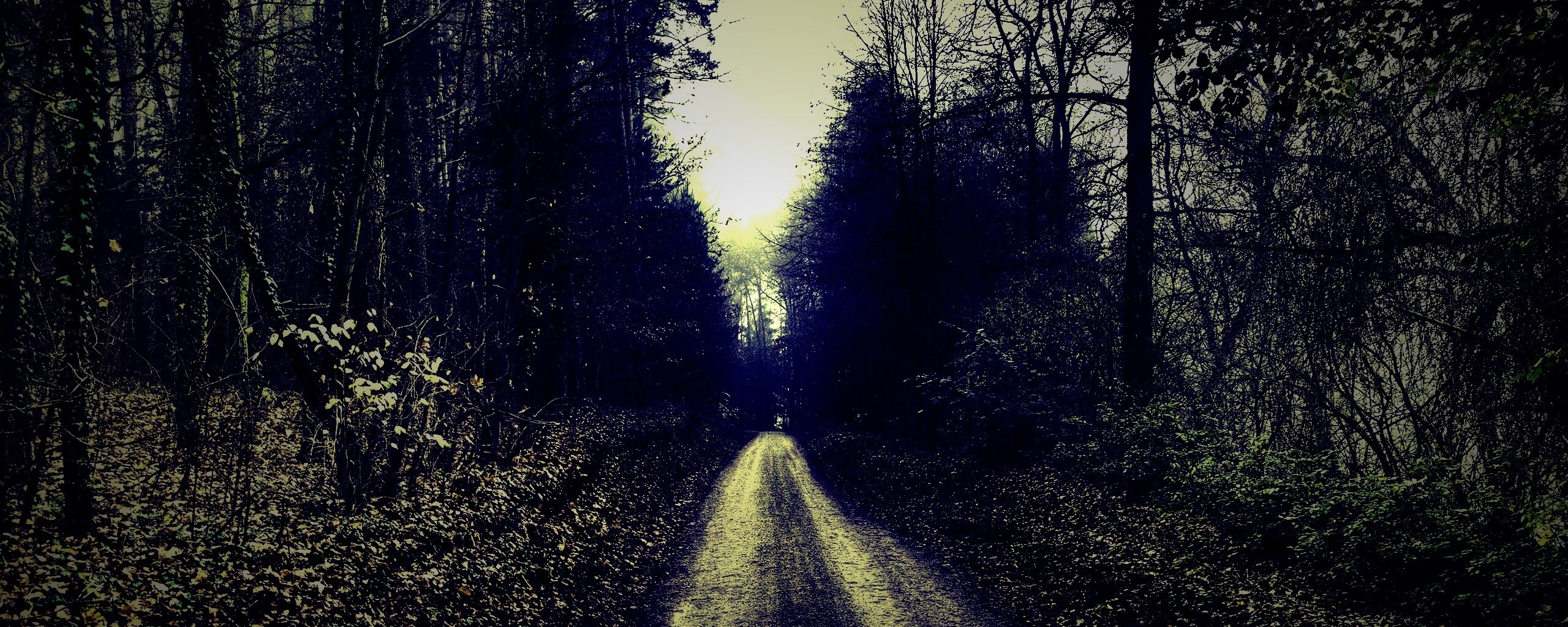 Лесная дорога обои