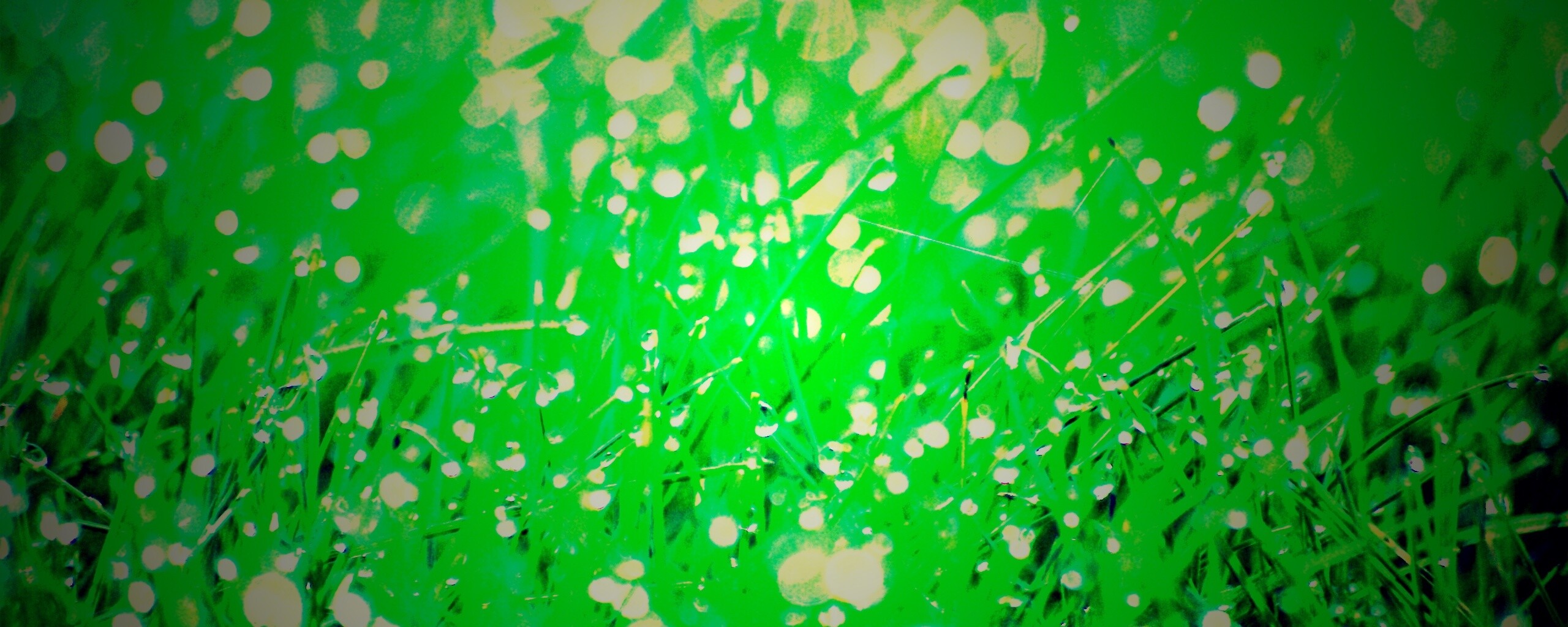 Трава в росе обои