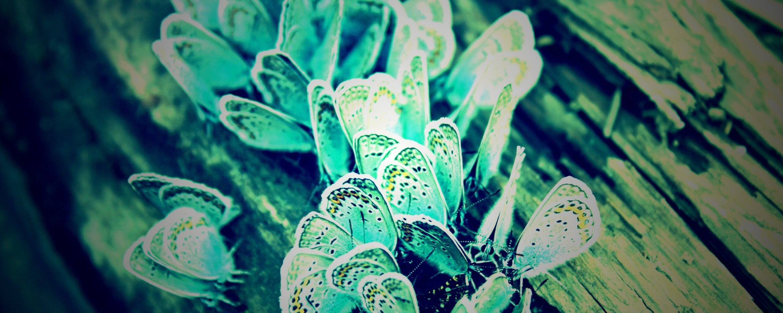 Голубые бабочки обои