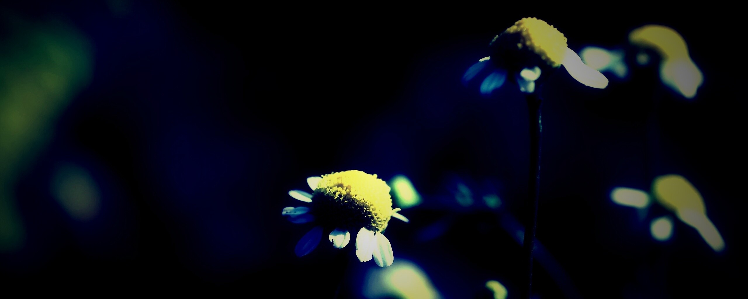 Стремный лепестун обои