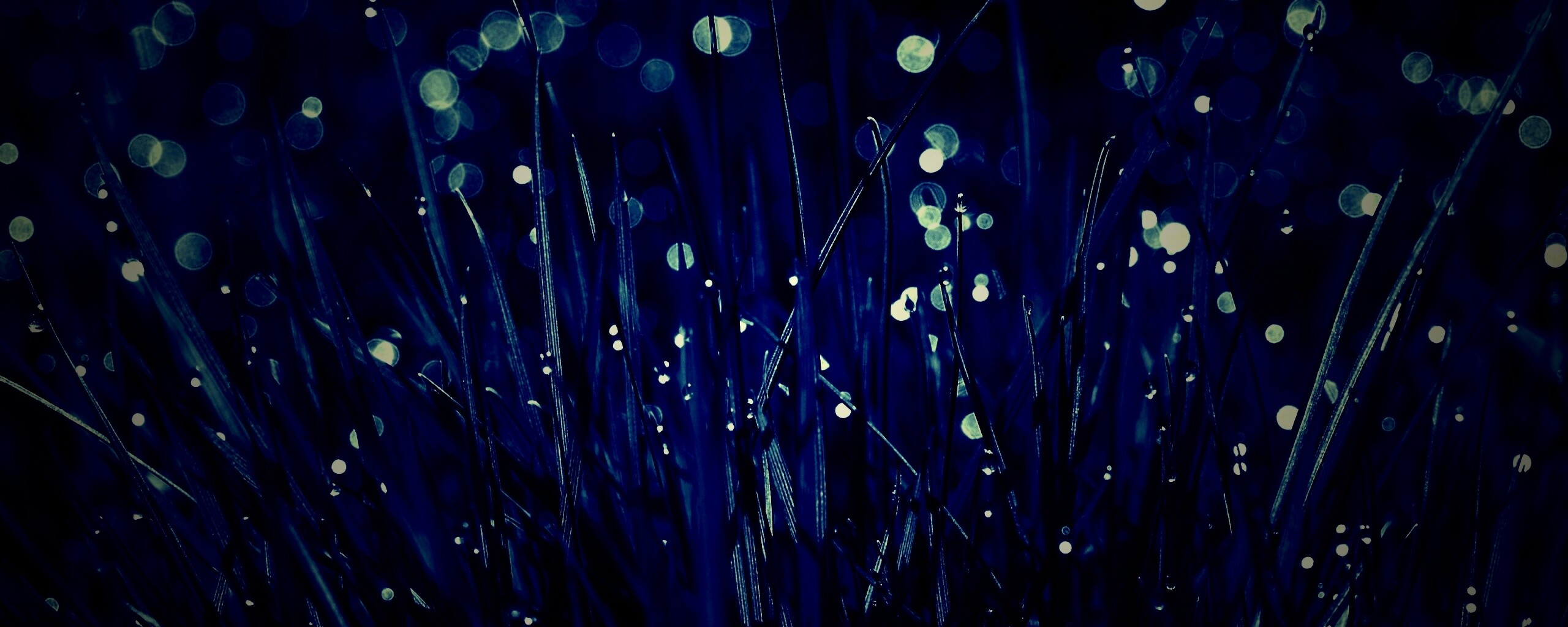 Трава ночью обои