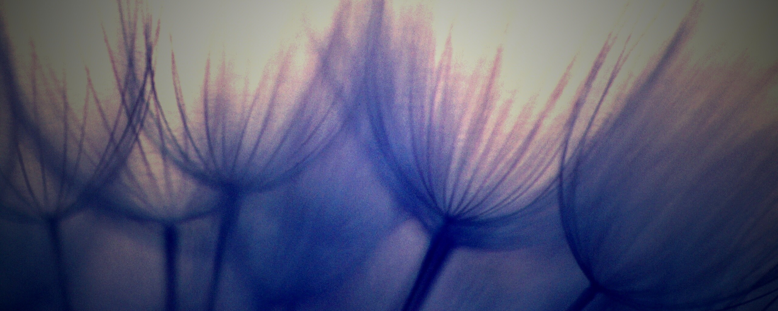 Рисунок одуванчика обои