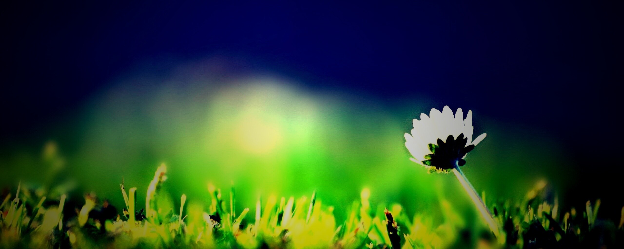 Цветок на траве обои