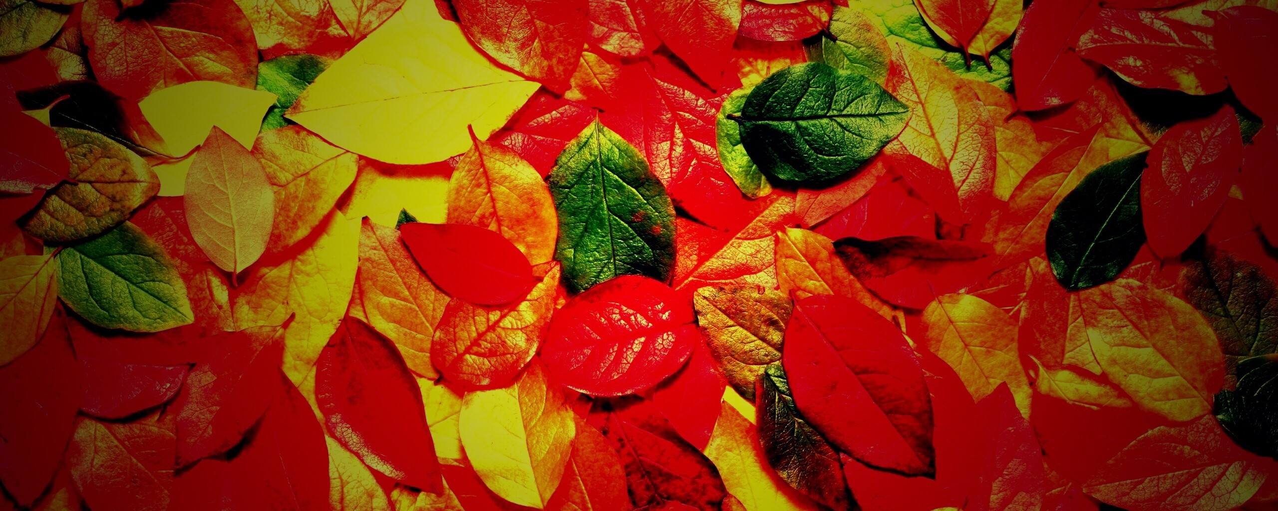 Цветной ковёр из листьев обои