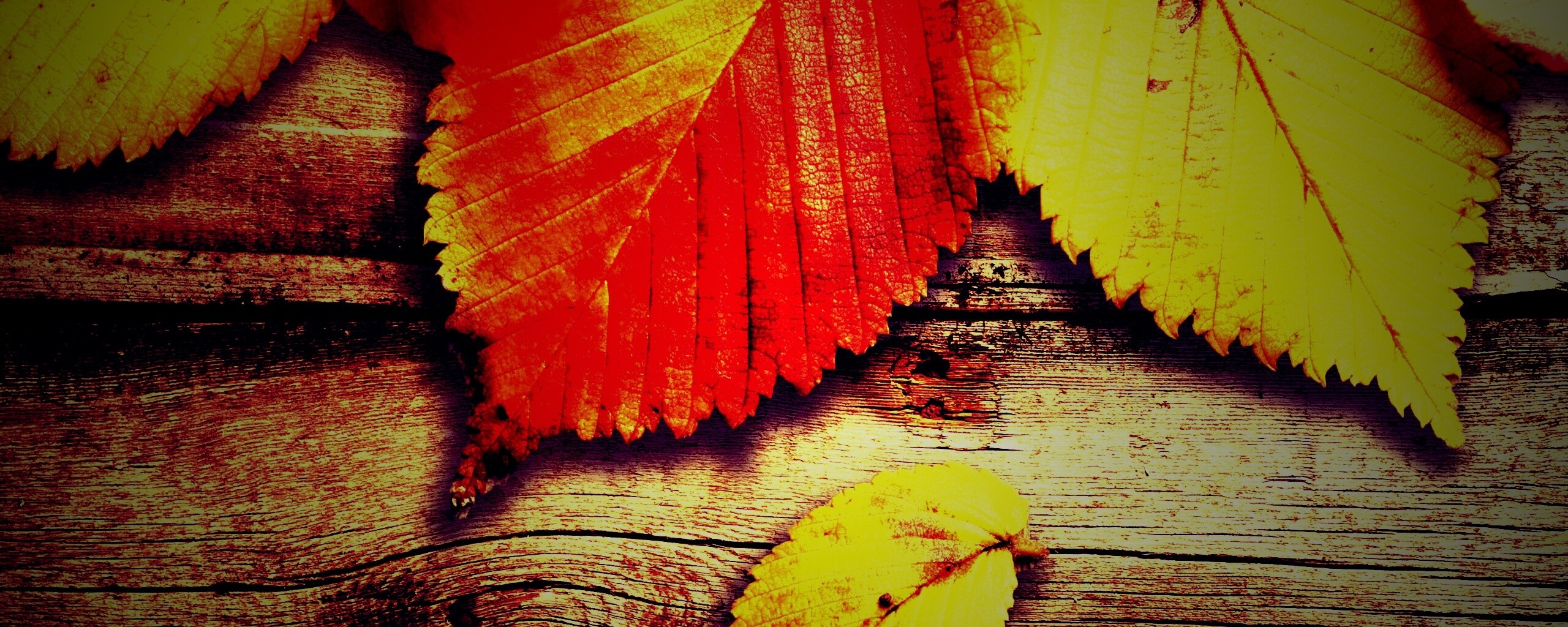 Красиво разложенные листья обои