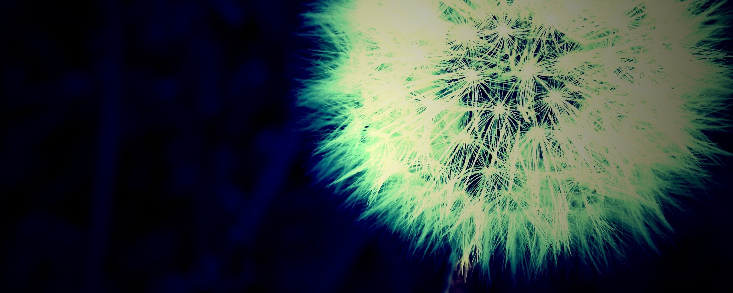 Одуванчик обои