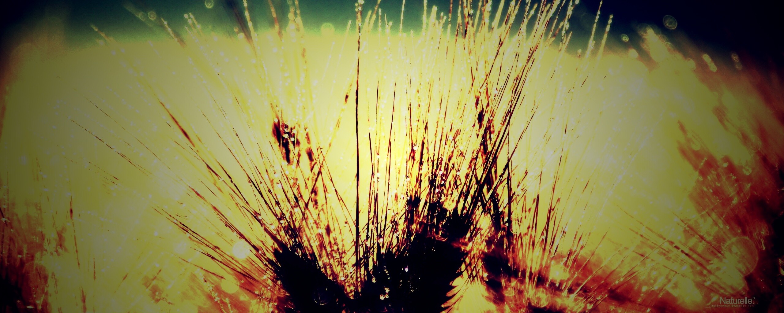 Трава на солнце обои