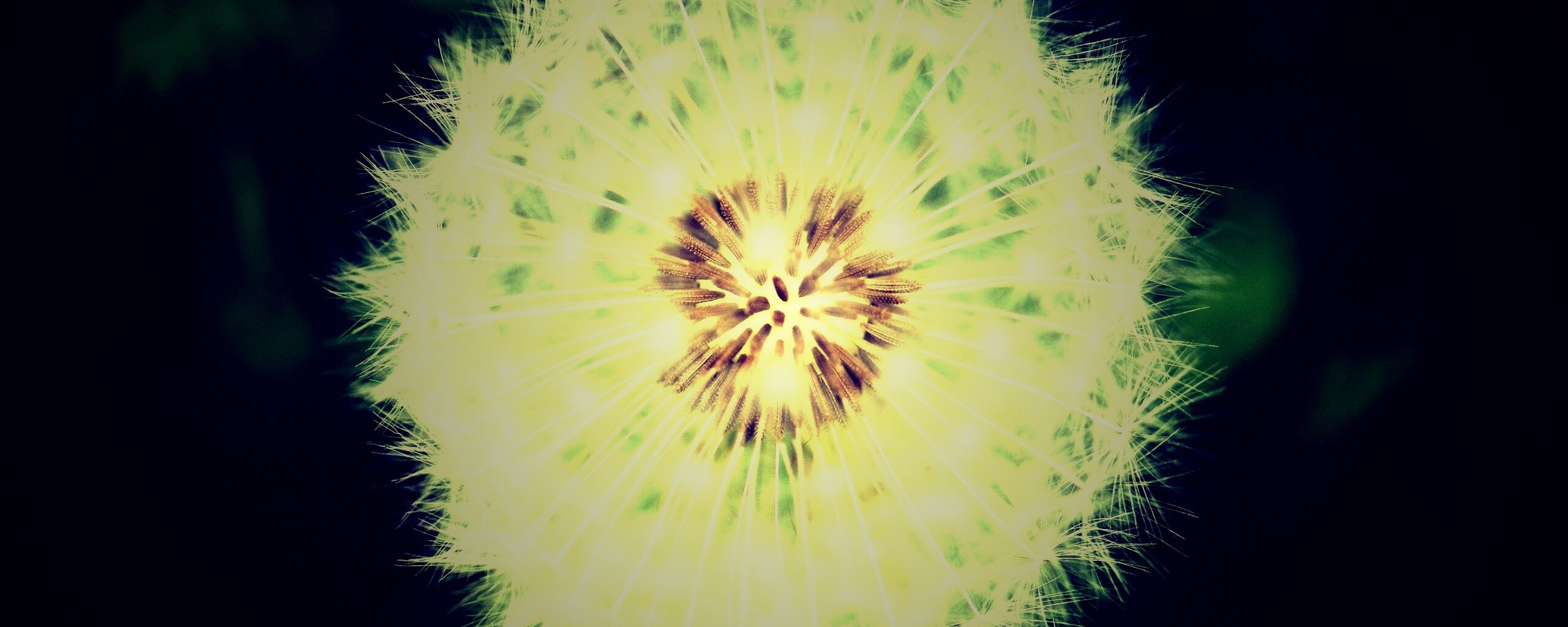 Макро фотография одуванчика обои