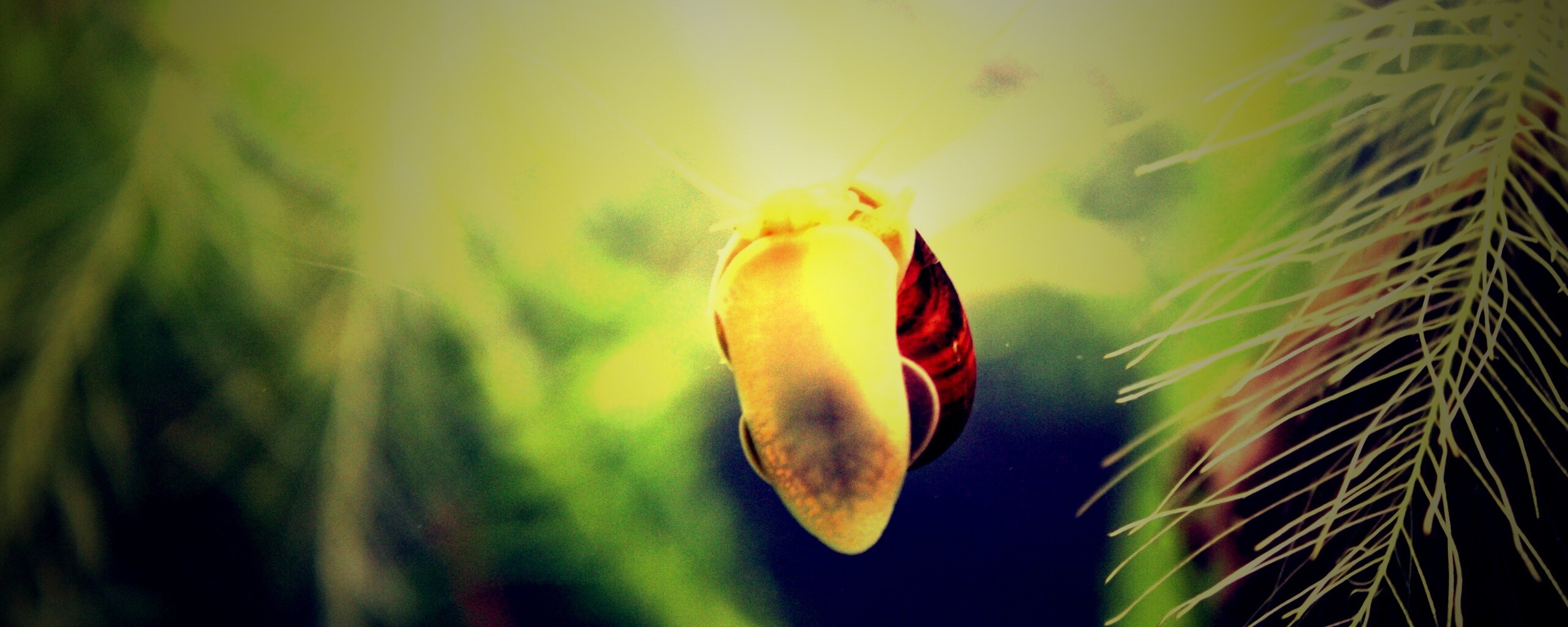 Летящее насекомое обои