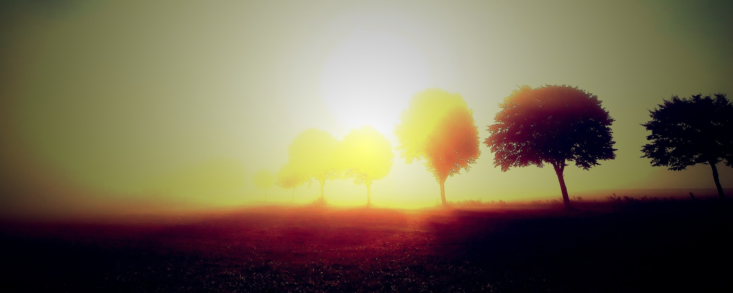 Деревья в поле обои