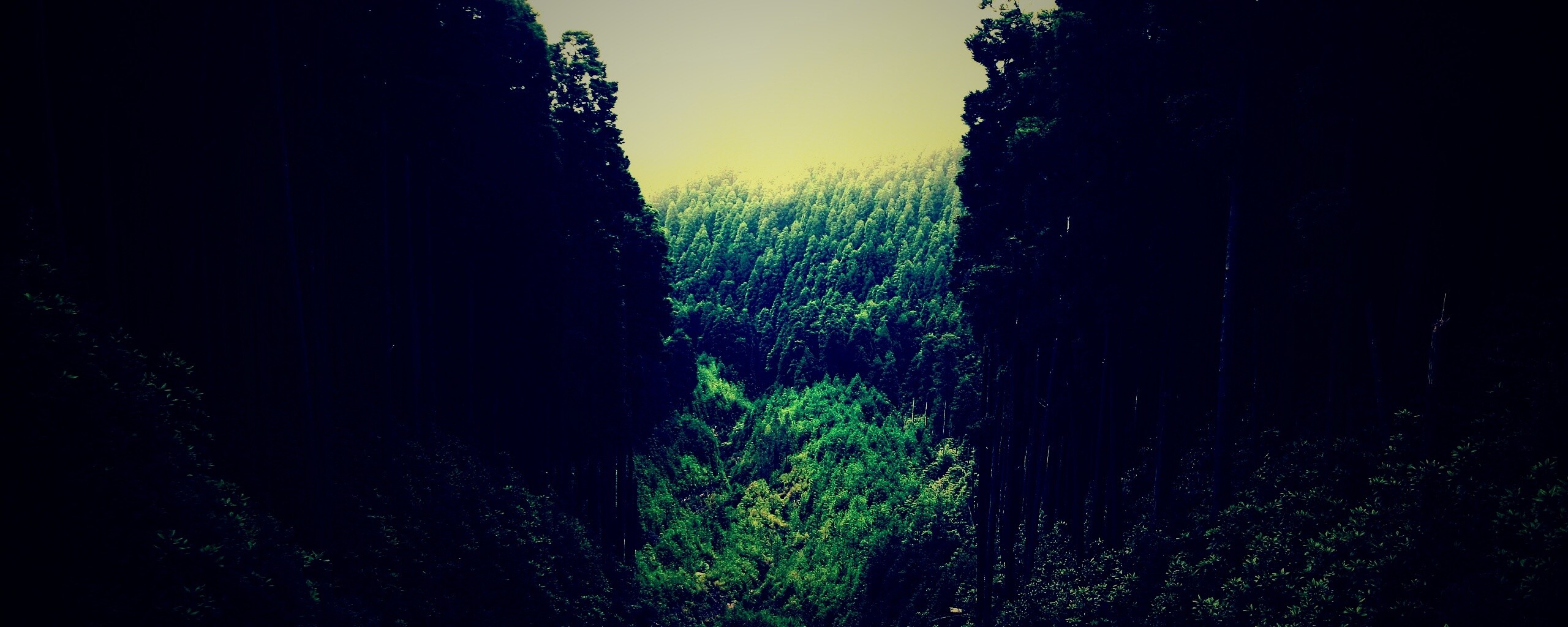 Густой лес обои