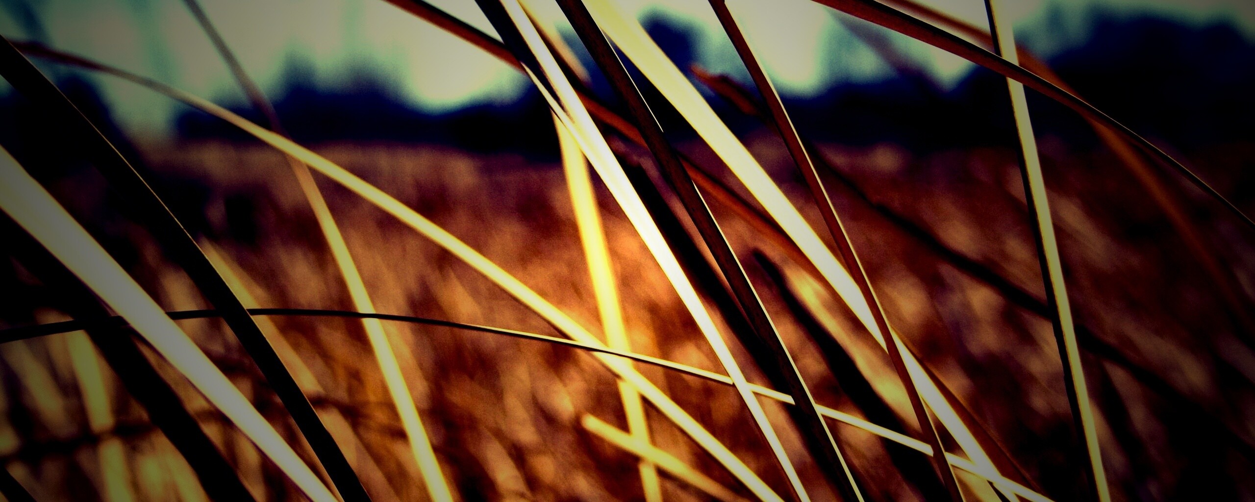 Желтая трава обои