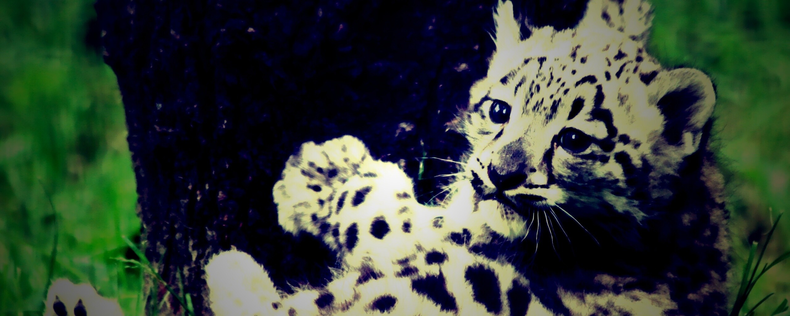 Котенок большой дикой кошки обои