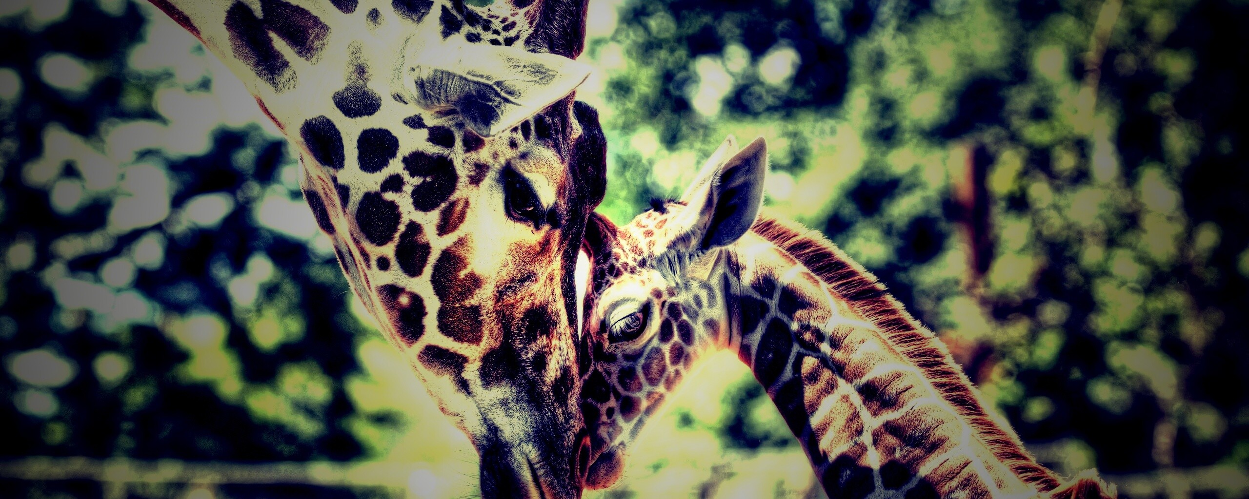 Жирафа и жирафёнок обои